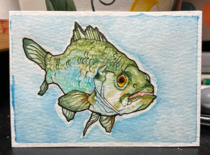 Small Mouth Bass aceo art card