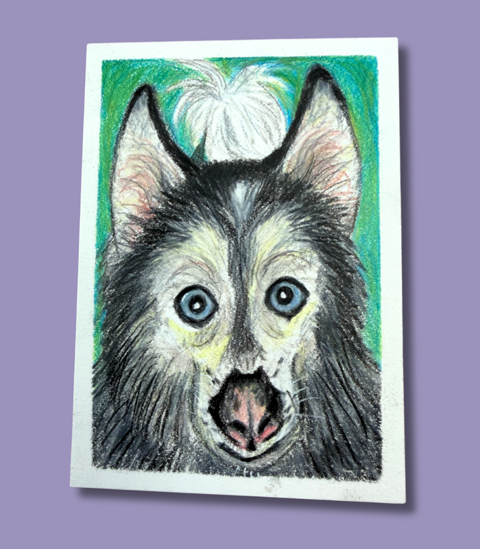 Blue-Eyed Siberian Husky ACEO - Colored Pencil Drawing on Illustration Board aceo art card