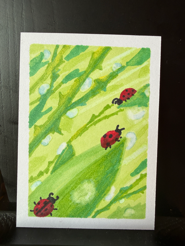 Scarlet Among Thorns aceo art card