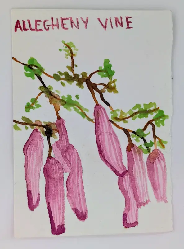 Allegheny Vine, Original Watercolor ACEO, Drooping Pink Flowers Botanical Painting aceo art card