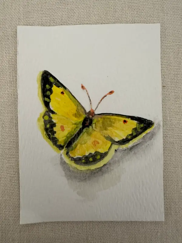 ACEO Original Watercolor Trading Card- "Sleepy Orange" Butterfly aceo art card