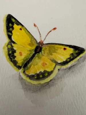ACEO Original Watercolor Trading Card- "Sleepy Orange" Butterfly aceo art card thumbnail 2