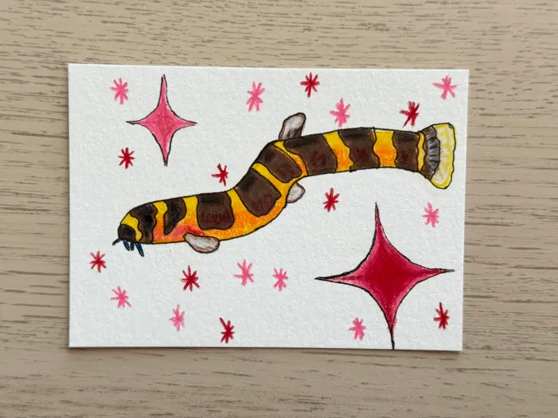 Kuhli Loach aceo art card