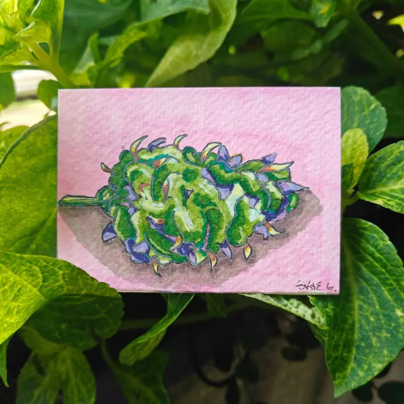 Purple Haze aceo art card