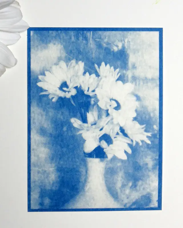 Daisies in a Vase Cyanotype Blueprint original art aceo aceo art card