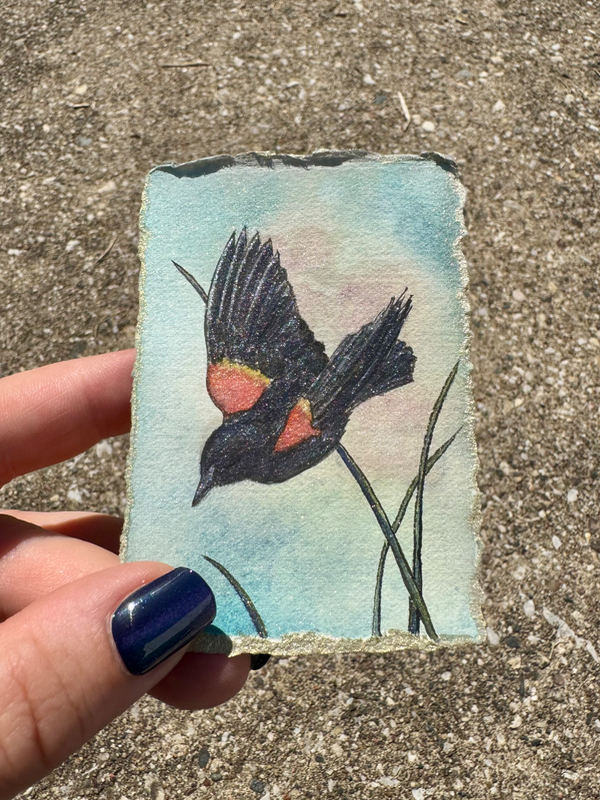 Red-Winged Blackbird aceo art card