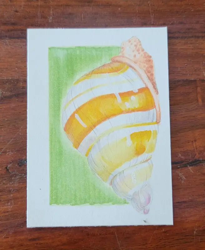 ACEO Original Marker Drawing - Everglades, Florida, Snail, Insect aceo art card