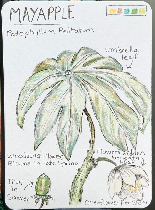 Mayapple Field Note aceo art card