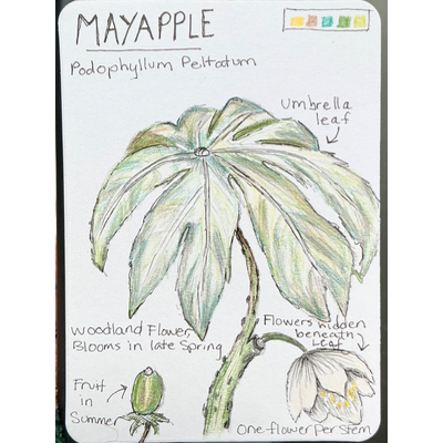 Mayapple Field Note aceo art card thumbnail 1