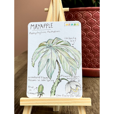Mayapple Field Note aceo art card thumbnail 2